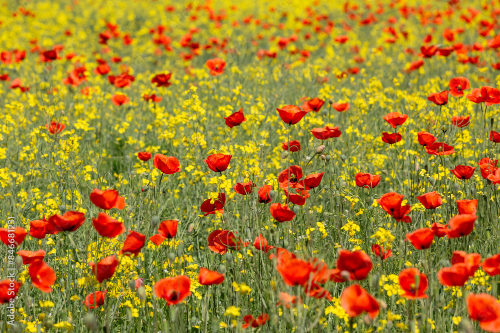 Fototapeta premium A field of wild poppies in Latvia