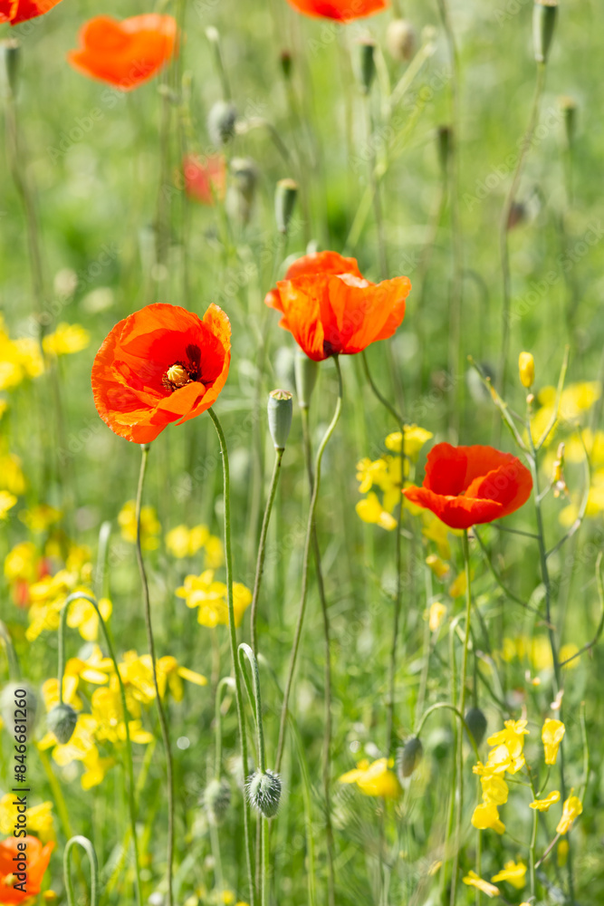 Obraz premium A field of wild poppies in Latvia