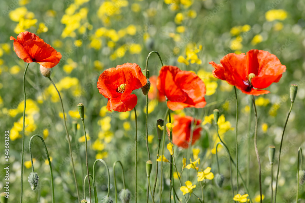 Obraz premium A field of wild poppies in Latvia