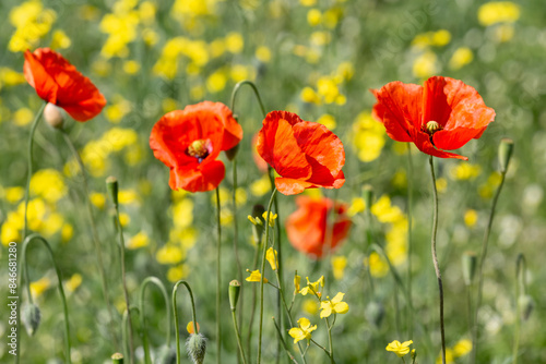 A field of wild poppies in Latvia