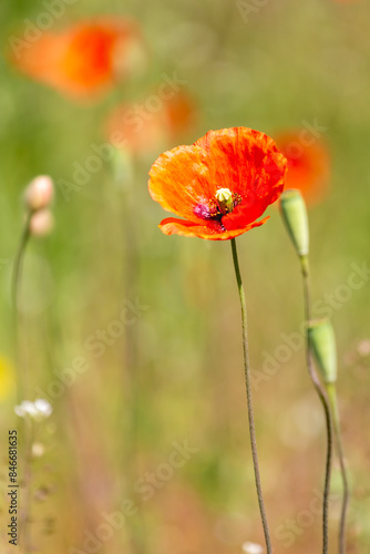 A field of wild poppies in Latvia