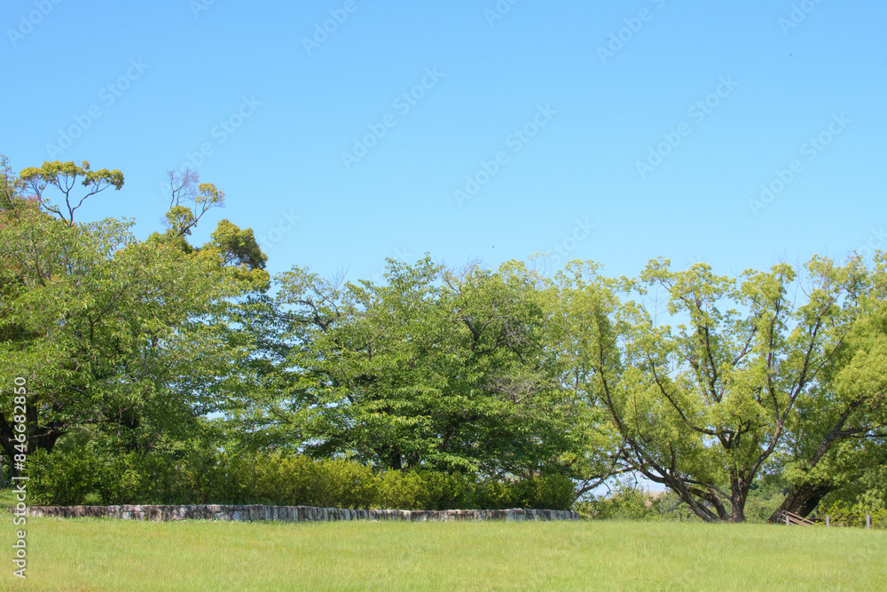 公園の立木と青空