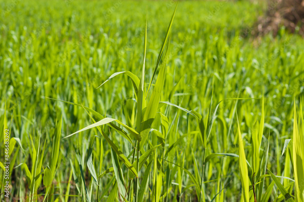 Closeup of green reed canary grass with selective focus on foreground Closeup of green reed canary grass with selective focus on foreground