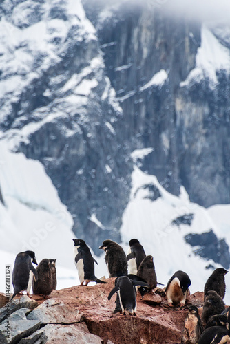 Impression of the Adelie Penguin - Pygoscelis adeliae- colony, near the fish islands, on the Antarctic Peninsula