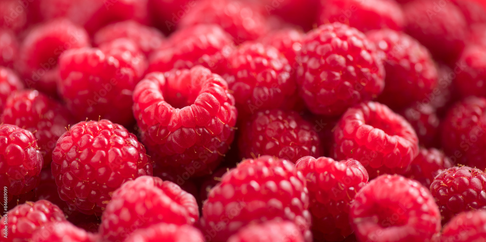 Raspberry fresh berries closeup, ripe fresh organic Raspberries red background, macro shot. Harvest concept. Raspberry fresh berries closeup, ripe fresh organic Raspberries red background, macro shot. Harvest concept.