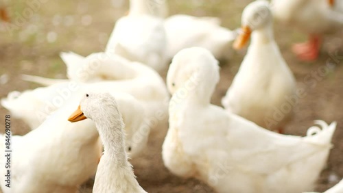 White ducks with orange beaks peacefully coexisting and enjoying time together
