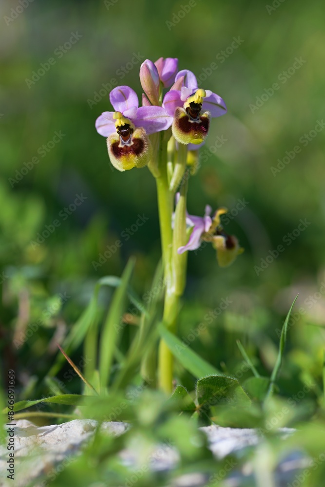 Close up photo of Ophrys tenthredinifera, the sawfly orchid, Mattinata, Gargano, Italy, Europe. Close up photo of Ophrys tenthredinifera, the sawfly orchid, Mattinata, Gargano, Italy, Europe.