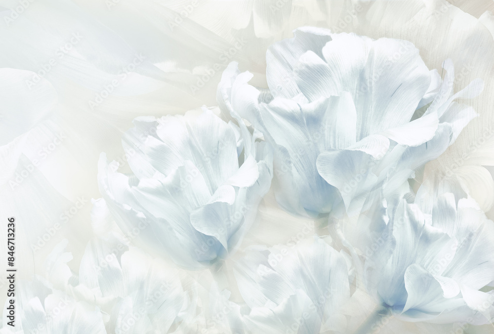 Tulips white flowers on white background. Floral spring background. Close-up. Nature. Tulips white flowers on white background. Floral spring background. Close-up. Nature.