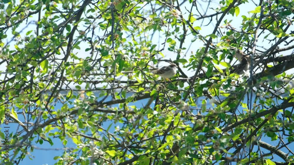 Three sparrows sitting on a tree branch against the sky and communicating. Life of a sparrow family Three sparrows sitting on a tree branch against the sky and communicating. Life of a sparrow family