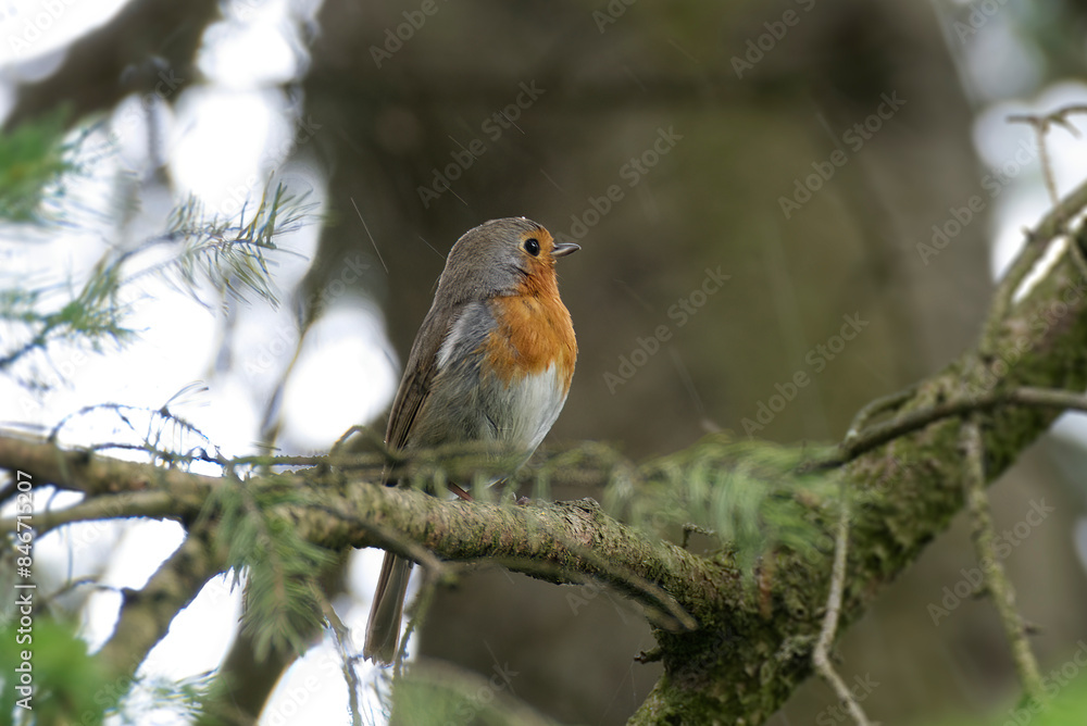 European robin (Erithacus rubecula) sitting on a tree branch in Zurich, Switzerland European robin (Erithacus rubecula) sitting on a tree branch in Zurich, Switzerland
