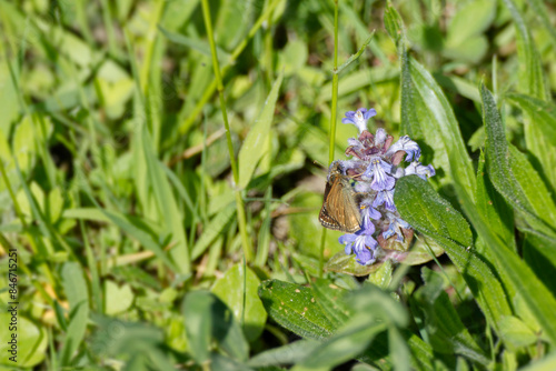 Dingy skipper (Erynnis tages) butterfly sitting on a violet flower in Zurich, Switzerland photo