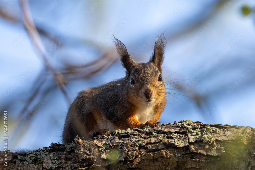 Fototapeta premium red squirrel in the woods