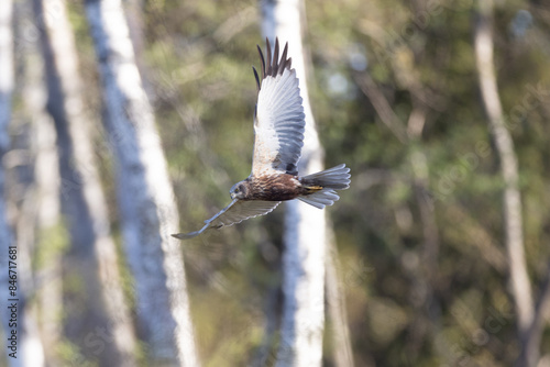 Western marsch harrier  in flight photo