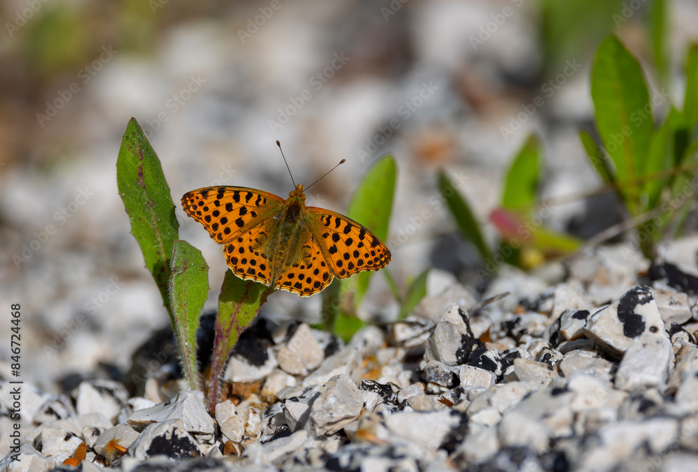 red butterfly on grass, Issoria lathonia