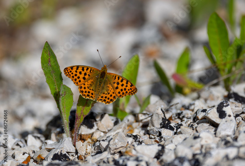 Obraz na płótnie red butterfly on grass, Issoria lathonia w salonie
