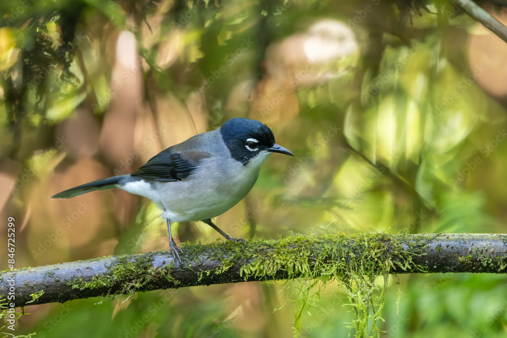 Fototapeta premium Black-headed Sibia perched on a moss-covered branch