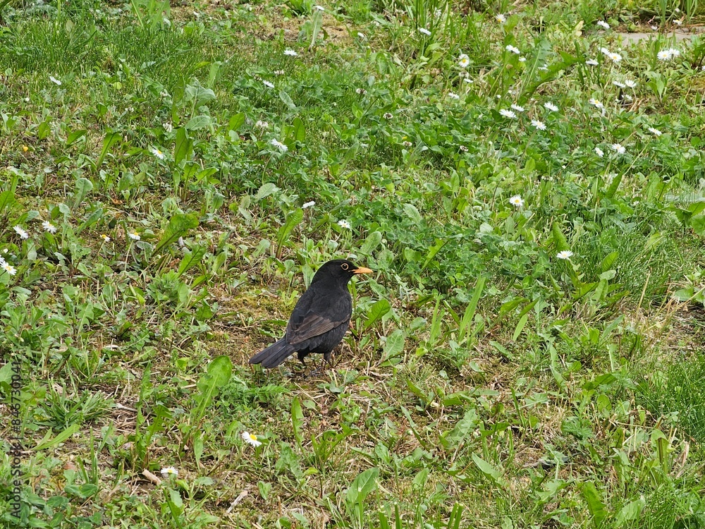 Fototapeta premium blackbird on the grass