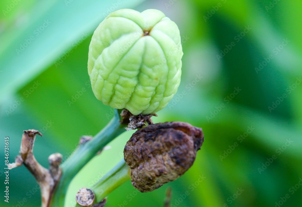 Close-up of a green fruit and a dried fruit on a branch with a blurred green background Close-up of a green fruit and a dried fruit on a branch with a blurred green background