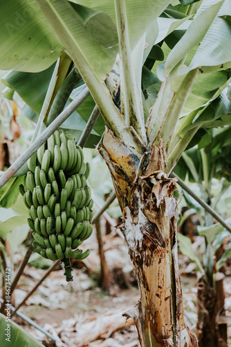 Madeira bananas photo