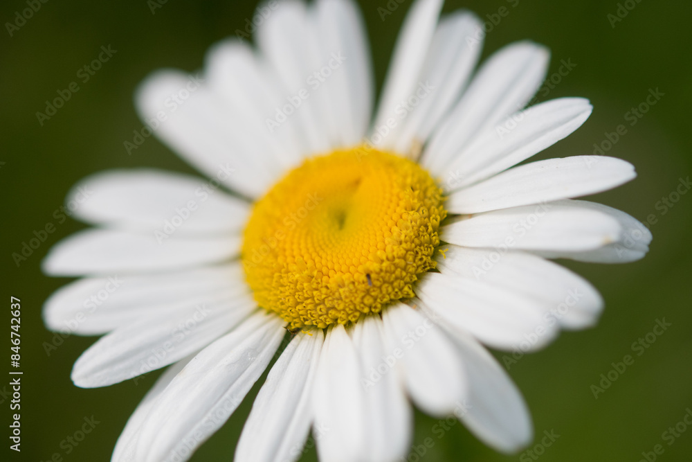 Oxeye Daisy close up with yellow center and white petals Oxeye Daisy close up with yellow center and white petals