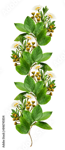 Green leaves and wild flowers in a floral line arrangement isolated on white or transparent background photo