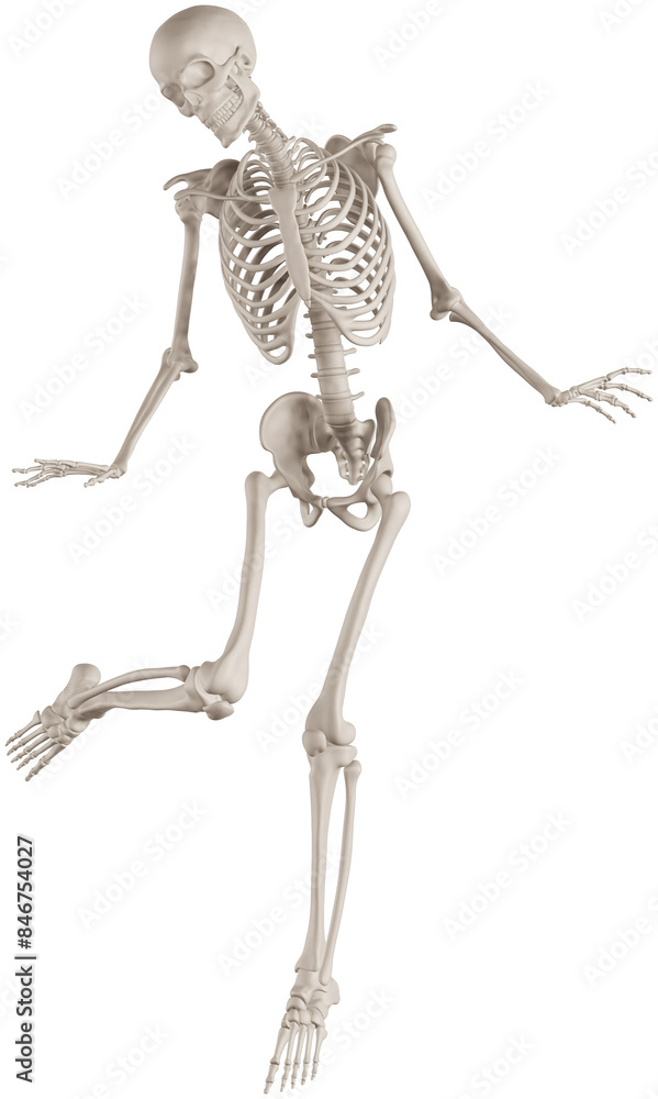 skeleton posing 3d render illustration with transparent background skeleton posing 3d render illustration with transparent background