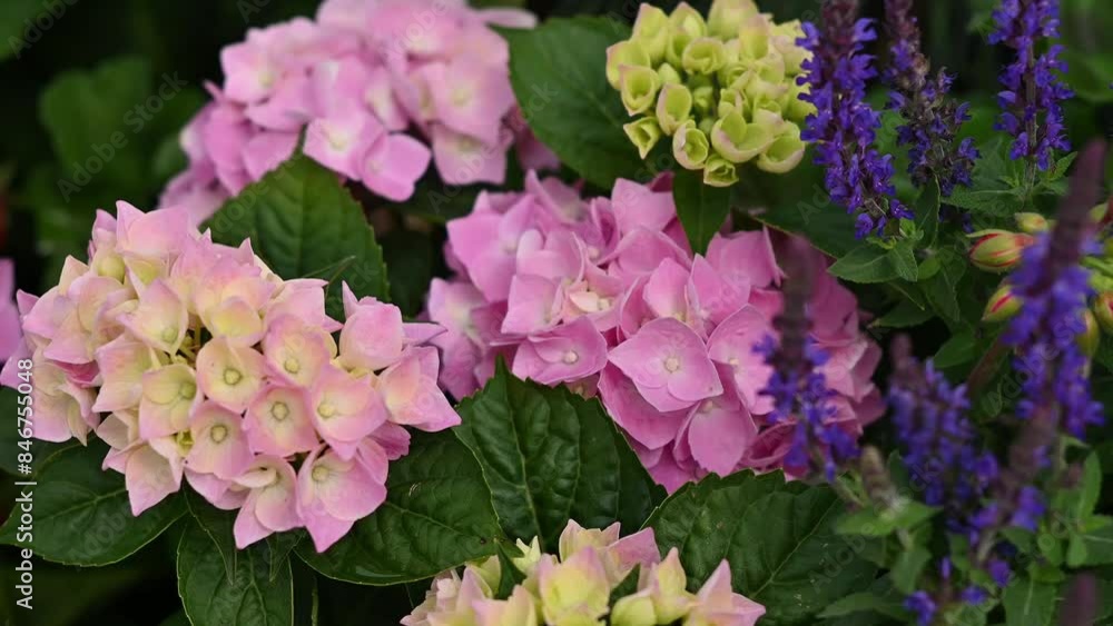 Pink hydrangea blooms luxuriously among purple flowers in close-up. Hydrangeas in the garden nursery. Growing hydrangeas for sale. Pink hydrangea blooms luxuriously among purple flowers in close-up. Hydrangeas in the garden nursery. Growing hydrangeas for sale.