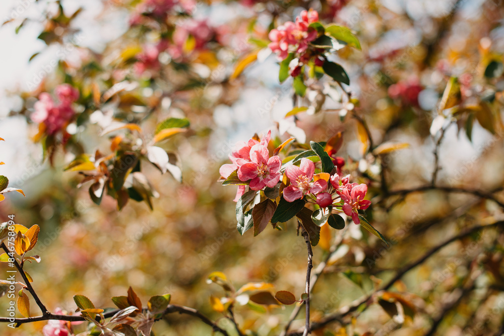 A closeup view of vibrant pink flowers blossoming among lush green and brown foliage in springtime A closeup view of vibrant pink flowers blossoming among lush green and brown foliage in springtime