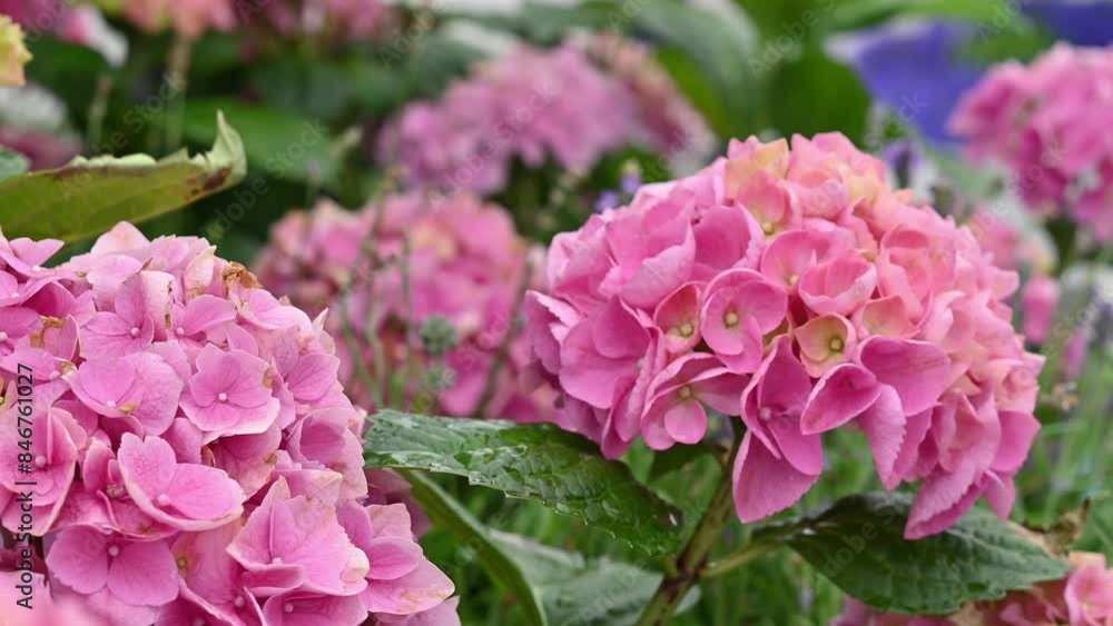 Close-up of pink paniculate hydrangea flowers among lavender. Flowering hydrangea seedlings in the nursery. Close-up of pink paniculate hydrangea flowers among lavender. Flowering hydrangea seedlings in the nursery.