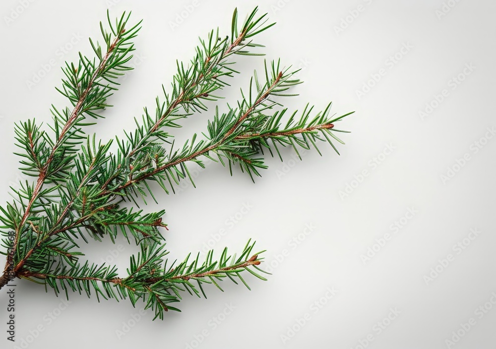 A Branch of Green Fir Needles A Branch of Green Fir Needles