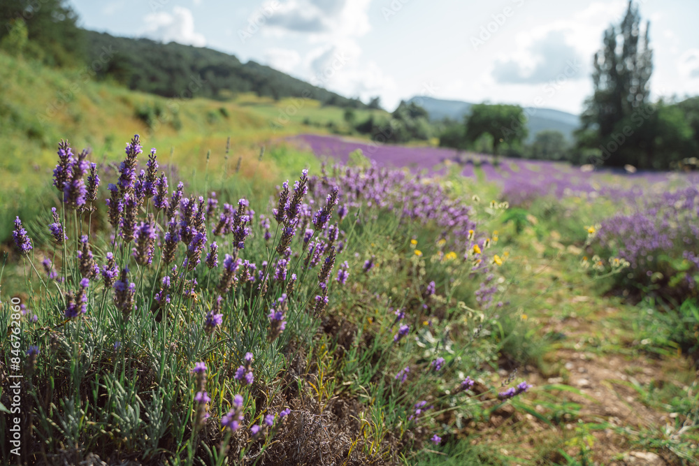 Fototapeta premium Field of lavender in Drome France with green hill backdrop. Beautiful summer landscape on a bright sunny day. Eco responsible sourcing of essential oils and makeup ingredients