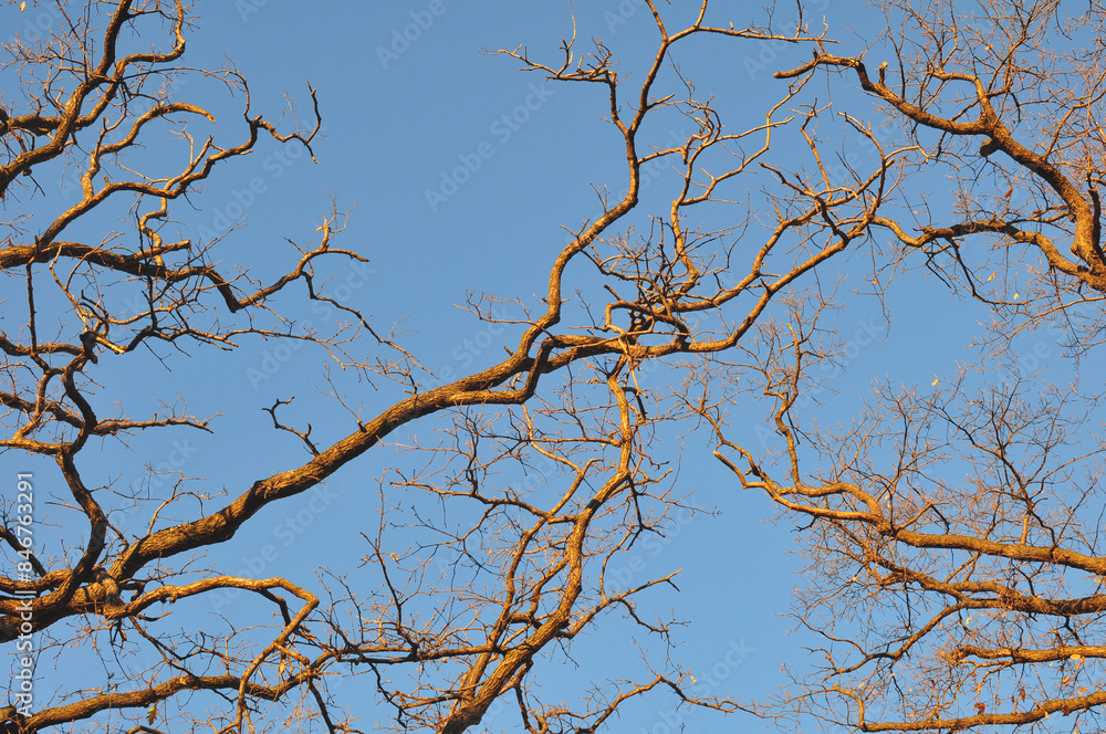 Landscape, Oak Branches Without Leaves, Illuminated by the Sun, Against the Blue Sky Landscape, Oak Branches Without Leaves, Illuminated by the Sun, Against the Blue Sky