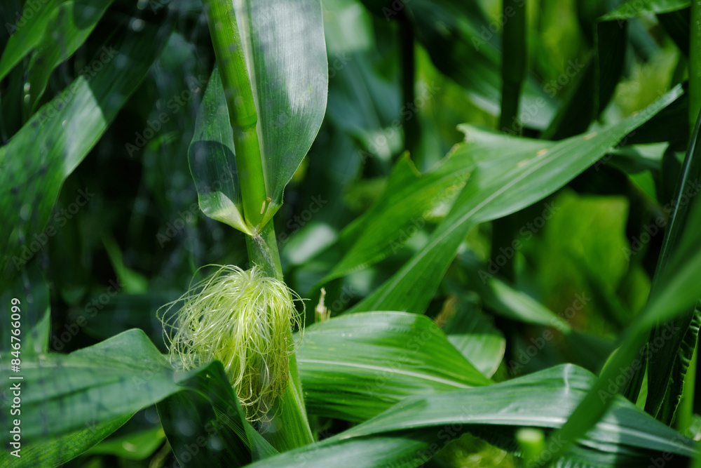 Obraz premium 伸び出したトウモロコシのヒゲ