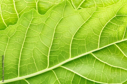 Vibrant green leaf with highlighted veins on clean background, ideal for text overlay