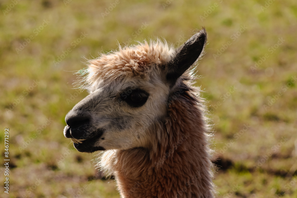 Obraz premium alpaca's portrait (taken on rural district in NSW)