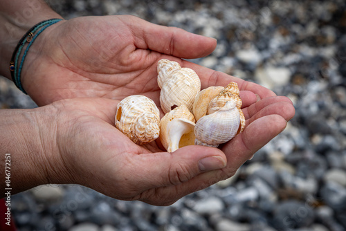 Bilde på lerret Hands holding a collection of whelk shells, with a shallow depth of field