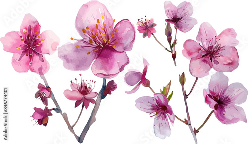 Cherry Blossom Sakura Tree Branch on Isolated Background. Cherry blossom flower blooming vector. Watercolor cherry blossom vector.