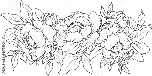 Peony flowers line art illustration