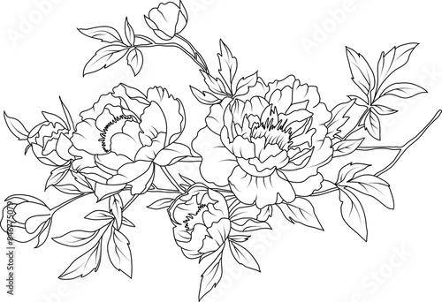 Peony flowers line art illustration
