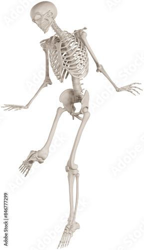 skeleton posing 3d render illustration with transparent background