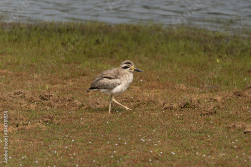 Great Stone-curlew or Great Thick-knee Esacus recurvirostris. Photo by Dr. Raju Kasambe taken at Porbandar, Gujarat. photo