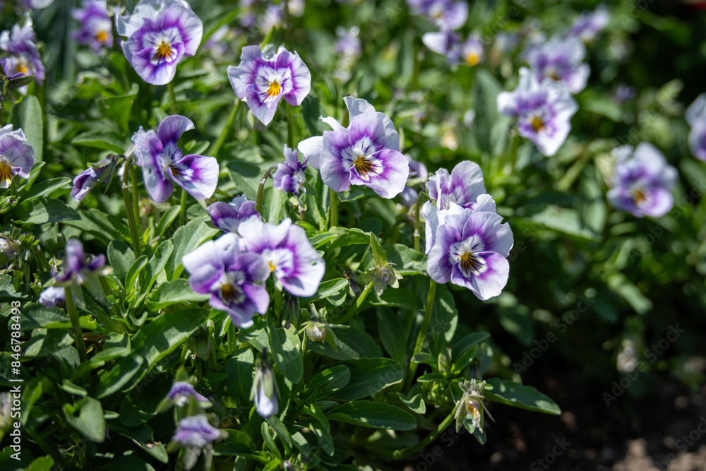 Light purple violet flowers outdoors. Light purple violet flowers outdoors.
