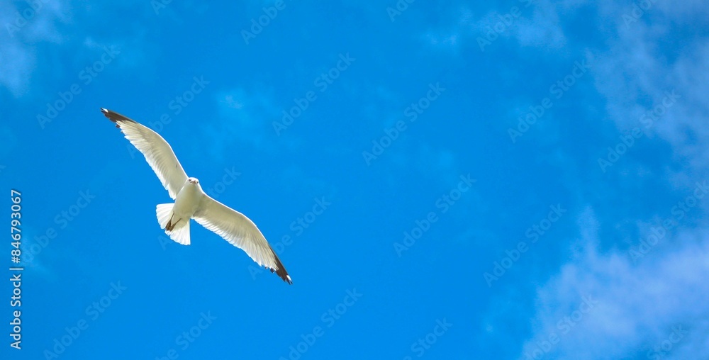 Seagull soaring in the clear blue sky with minimal clouds. Seagull soaring in the clear blue sky with minimal clouds.