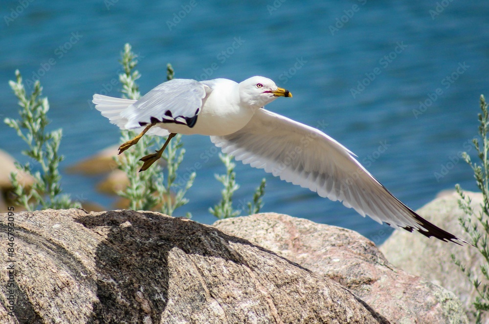 Seagull in mid-flight over rocks with a clear blue water background. Seagull in mid-flight over rocks with a clear blue water background.