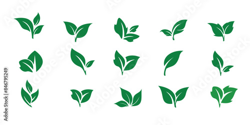 Green tea leaf collection isolated 