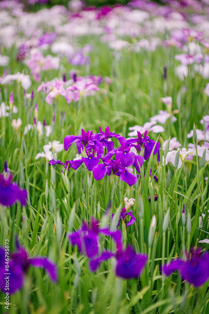 美しい花菖蒲
美しい花菖蒲