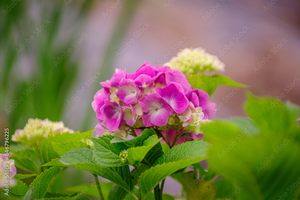 梅雨に咲く紫陽花
梅雨に咲く紫陽花