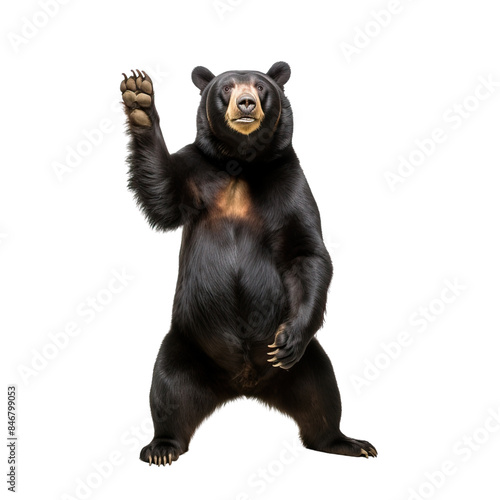 a standing bear isolated on the white background