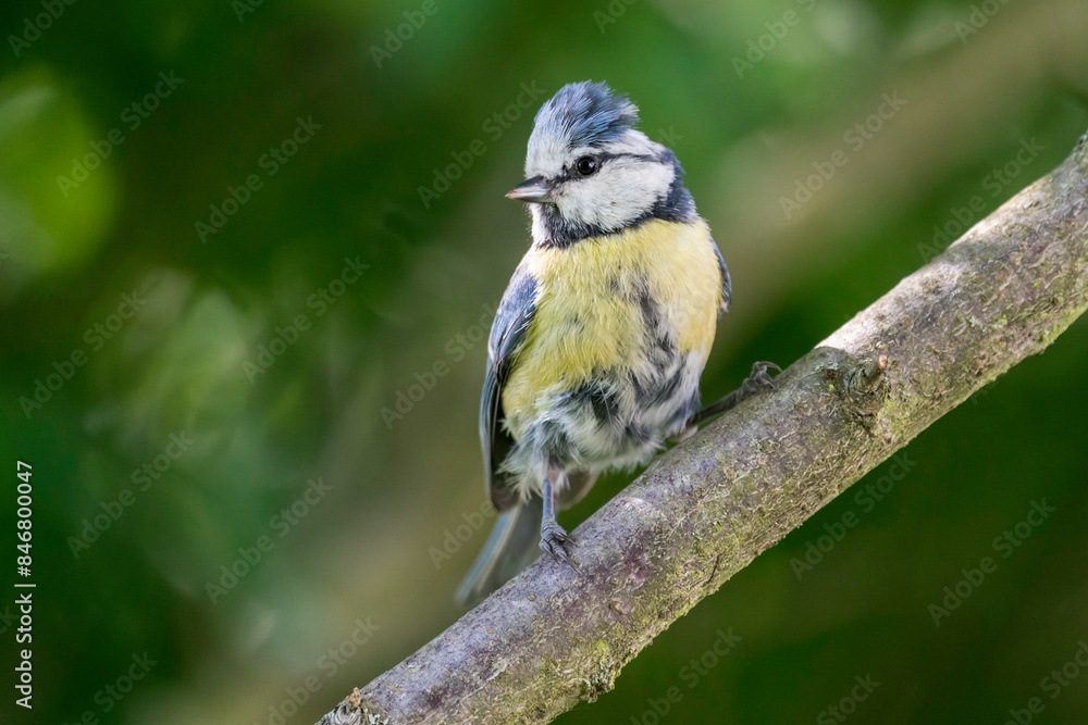 Obraz premium Blaumeise