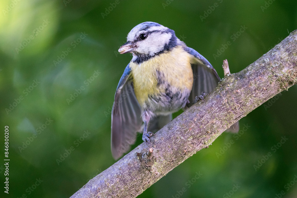 Fototapeta premium Blaumeise mit Futter